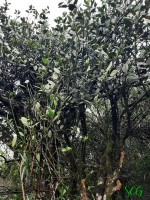 Hortonia ovalifolia Wight